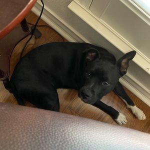 Meet your Posher, Cheyenne